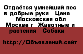 Отдаётся умнейший пес в добрые руки › Цена ­ 1 - Московская обл., Москва г. Животные и растения » Собаки   
